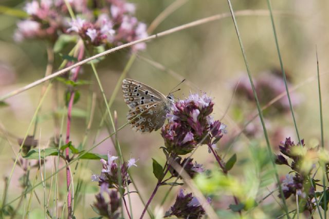 Aricia artaxerxes? maschio?